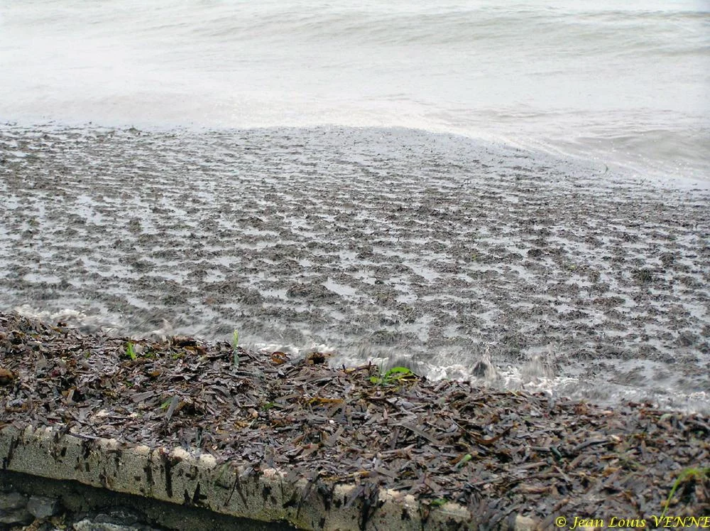 Des posidonies mortes envahissent la Seyne-sur-Mer