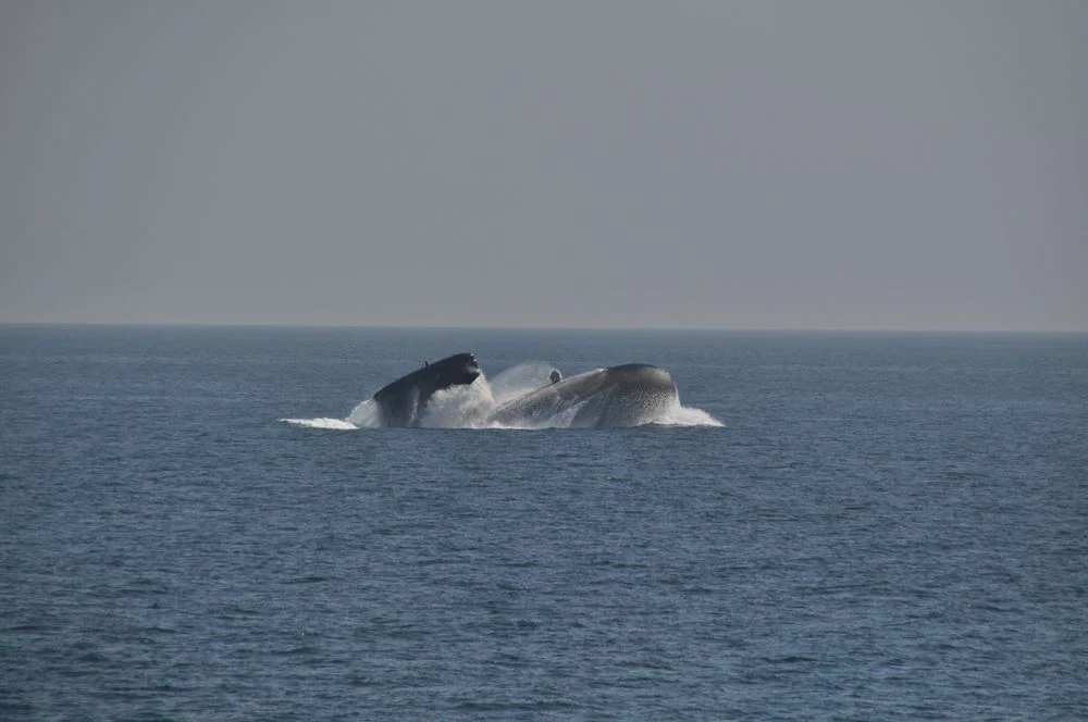 Le sous-marin fait surface