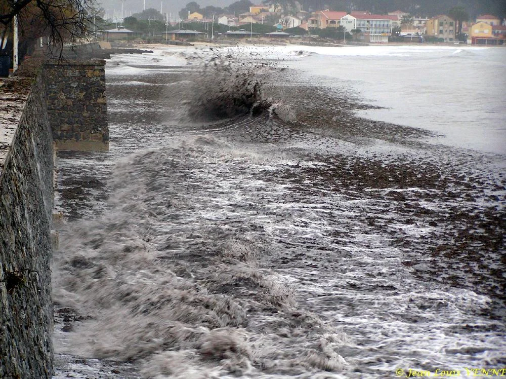 Des posidonies mortes envahissent la Seyne-sur-Mer
