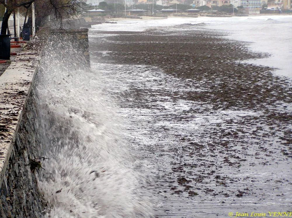 Des posidonies mortes envahissent la Seyne-sur-Mer