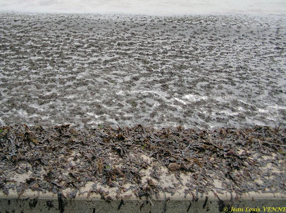 Des posidonies mortes envahissent la Seyne-sur-Mer