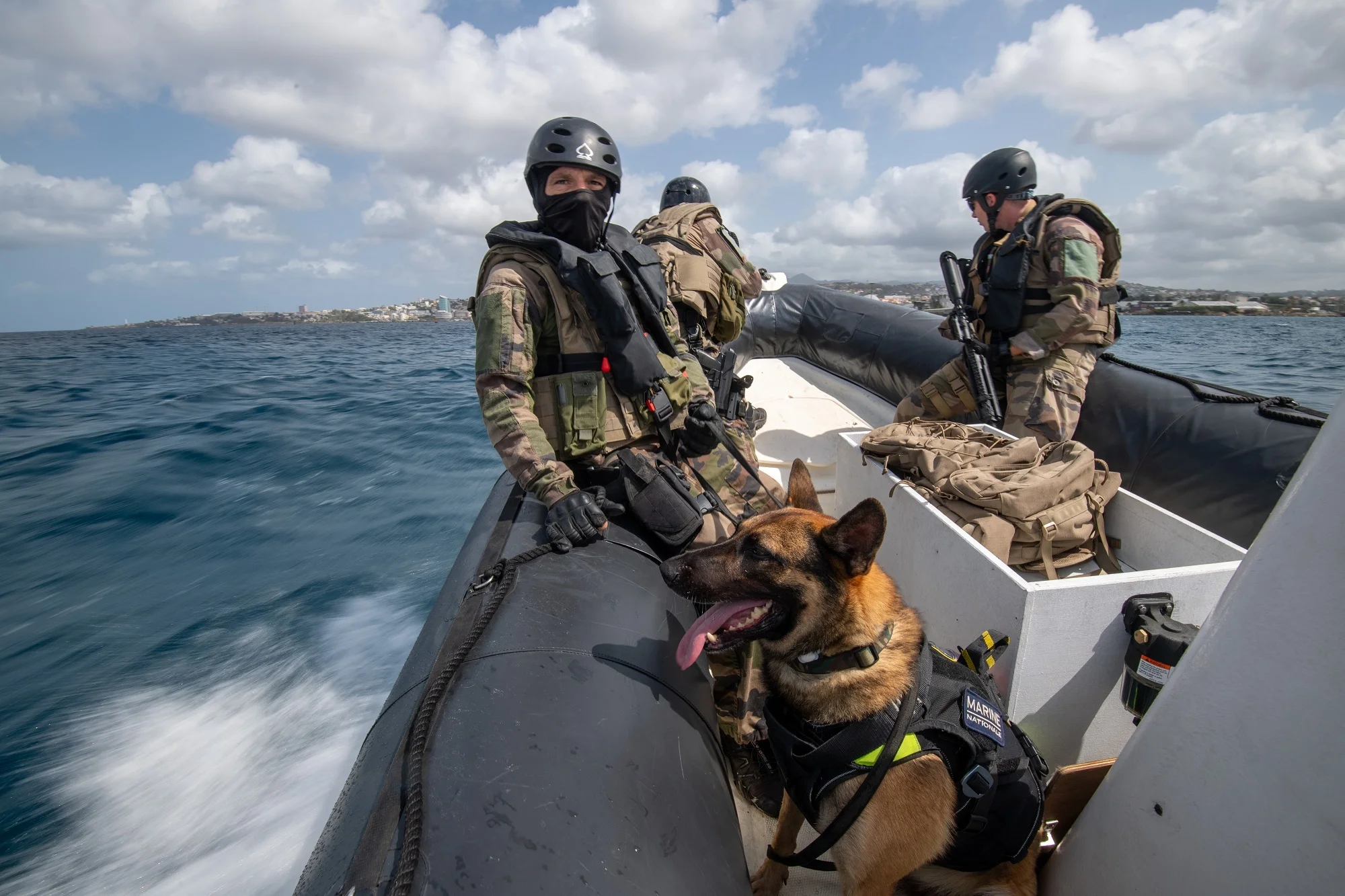 Mike, berger malinois, en exercice de lutte contre le narcotrafic aux Antilles