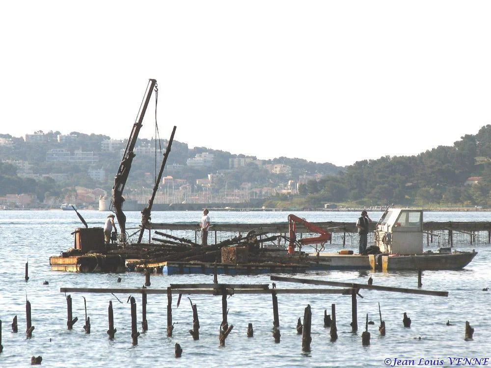 Extraction des pieux dans l’anse du Balaguier