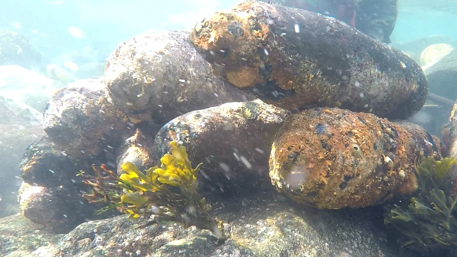 Munitions retouvées autour de l'île de Batz