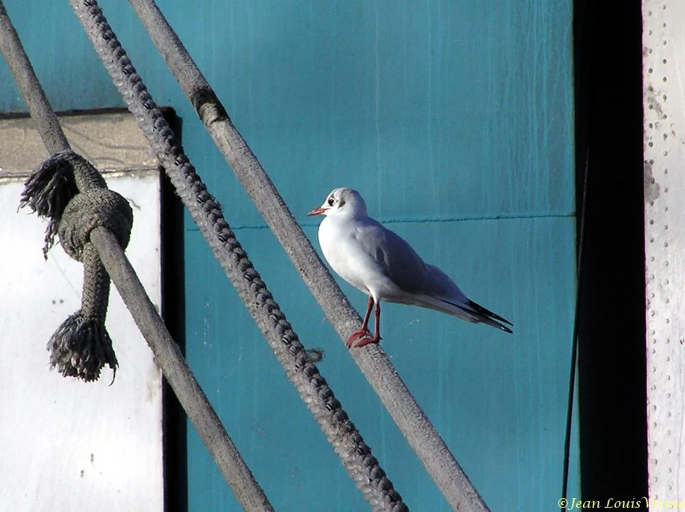 Le Al-Sabini Ã  La Seyne