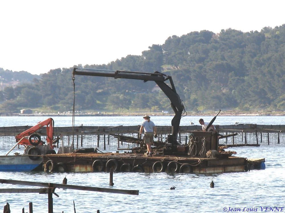 Extraction des pieux dans l’anse du Balaguier