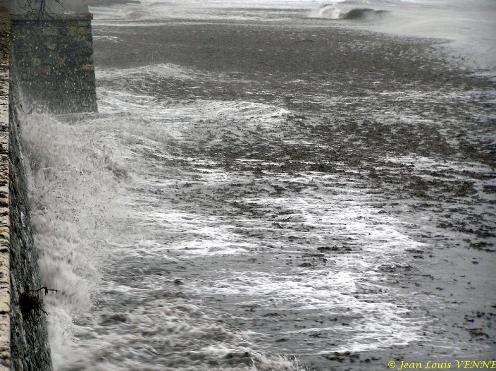 Des posidonies mortes envahissent la Seyne-sur-Mer