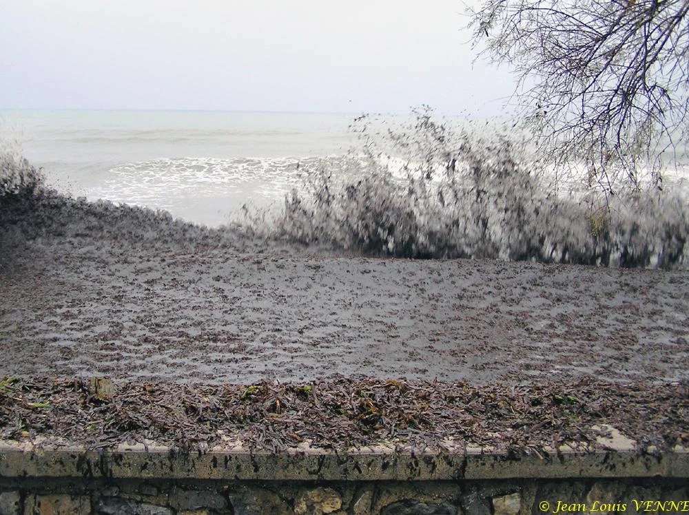 Des posidonies mortes envahissent la Seyne-sur-Mer