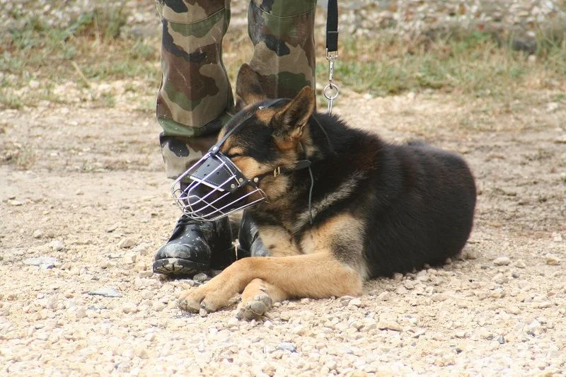 Un des chiens de la garde attend sagement la fin de la cérémonie