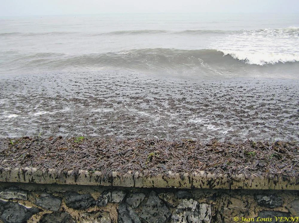 Des posidonies mortes envahissent la Seyne-sur-Mer