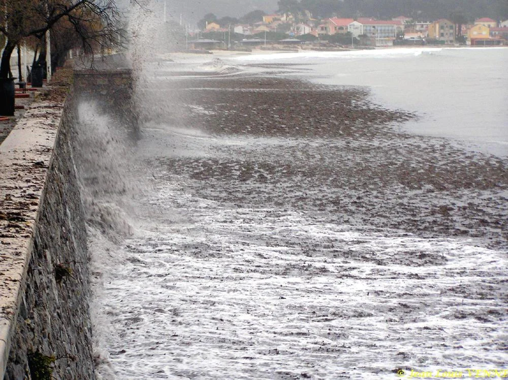 Des posidonies mortes envahissent la Seyne-sur-Mer