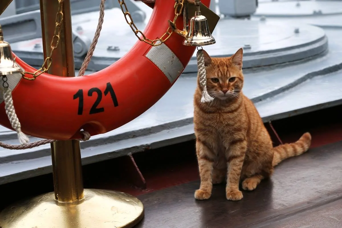 Le premier chat-matelot au service de la flotte militaire russe en Syrie 