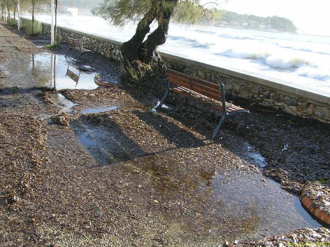 L'eau de mer stague au pied des arbres