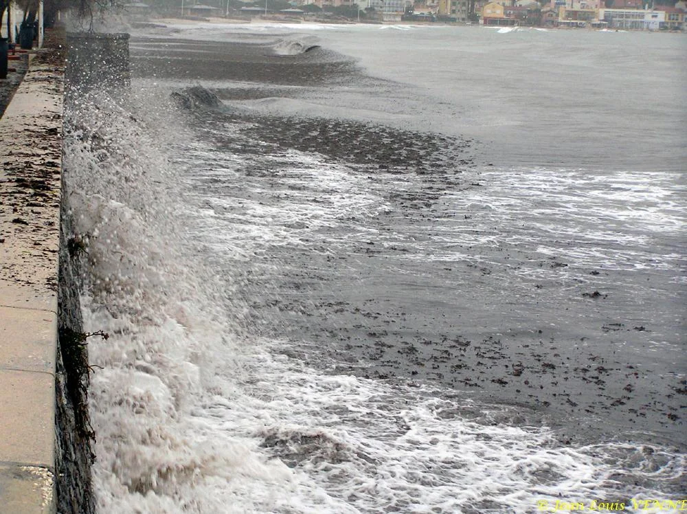 Des posidonies mortes envahissent la Seyne-sur-Mer