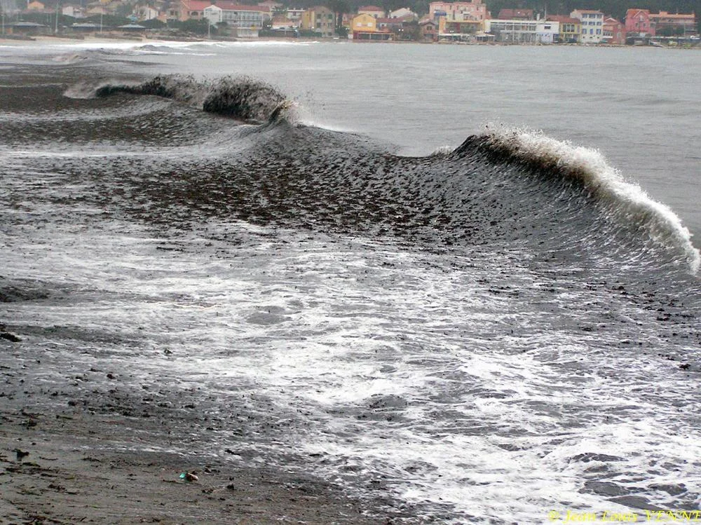 Des posidonies mortes envahissent la Seyne-sur-Mer
