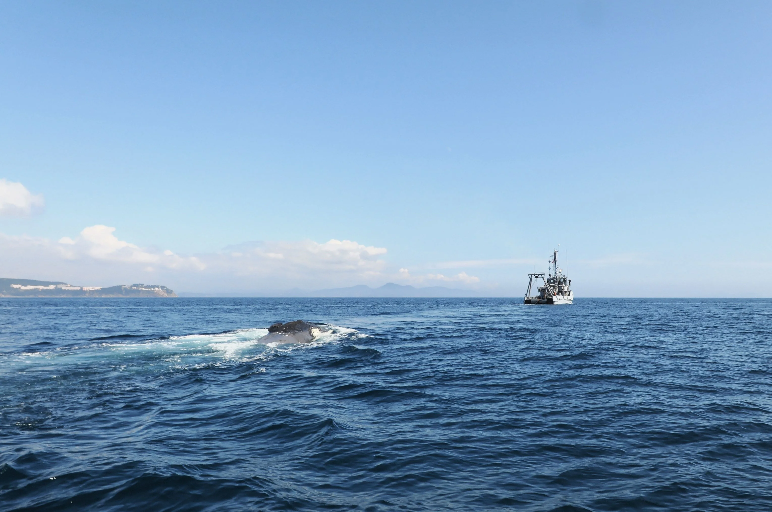 Le cachalot remorqué par la Gazelle