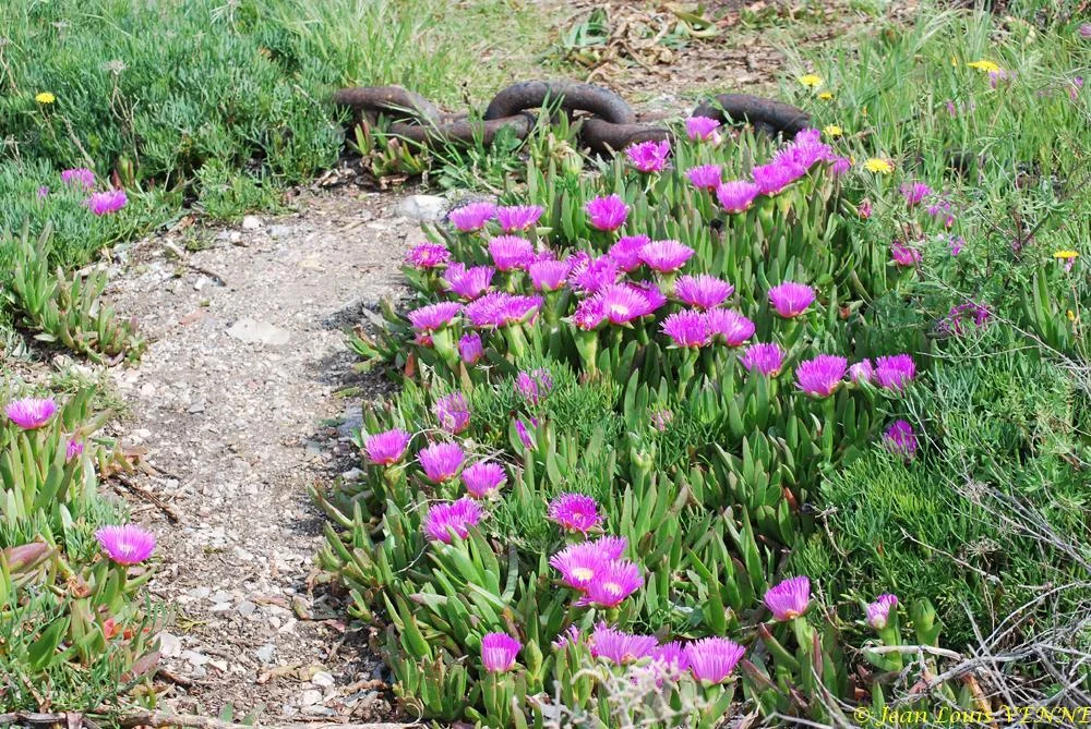 Promenade au parc de la Tour Royale