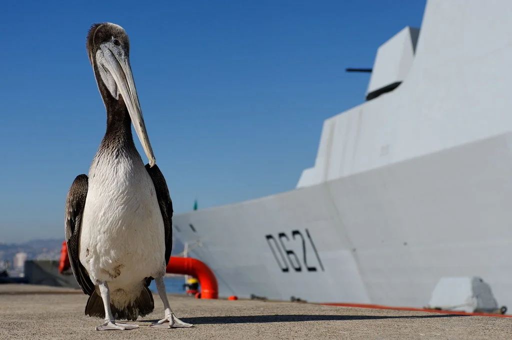Pélican sur le quai à côté du « Chevalier Paul »