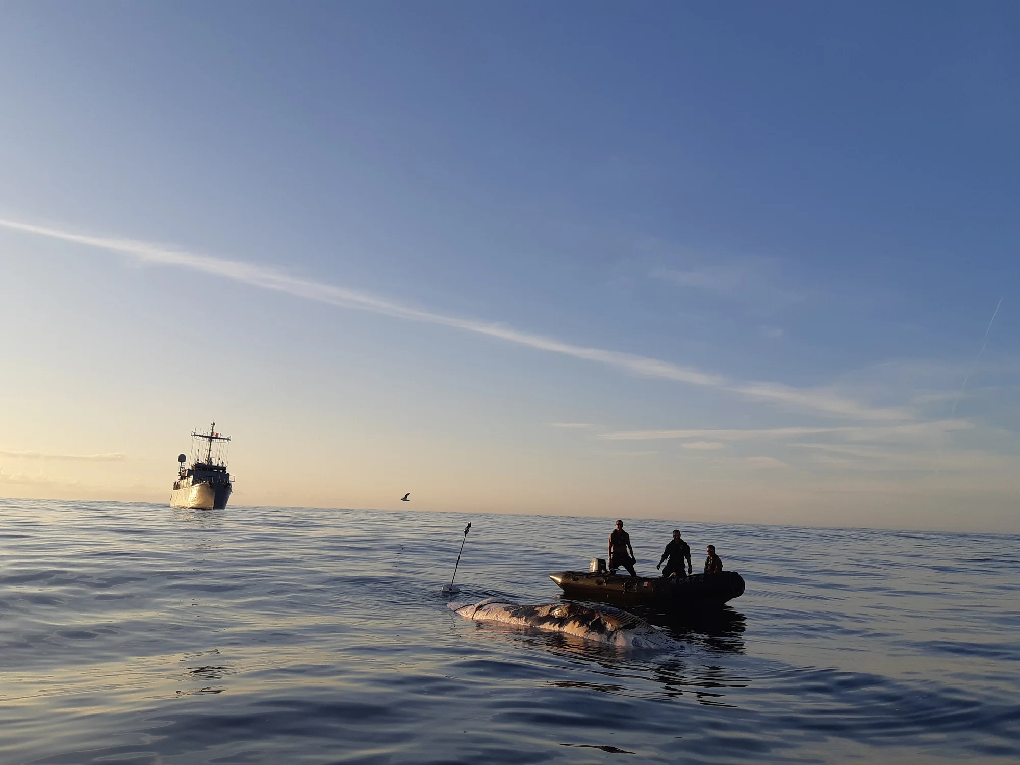Marquage d'un cétacé à la dérive