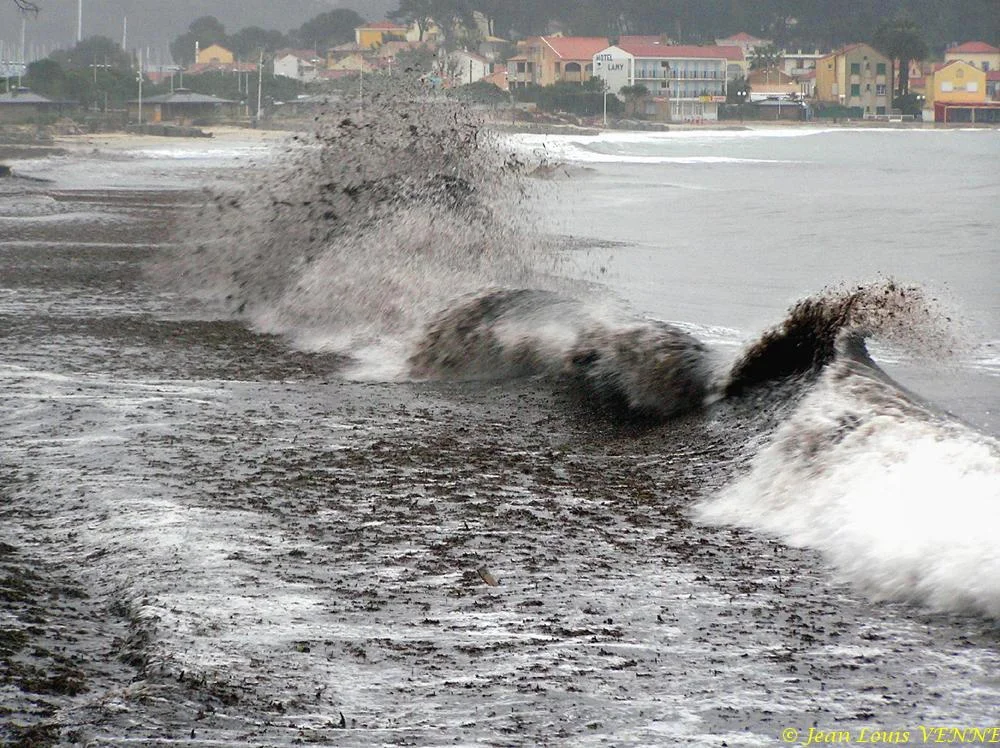 Des posidonies mortes envahissent la Seyne-sur-Mer