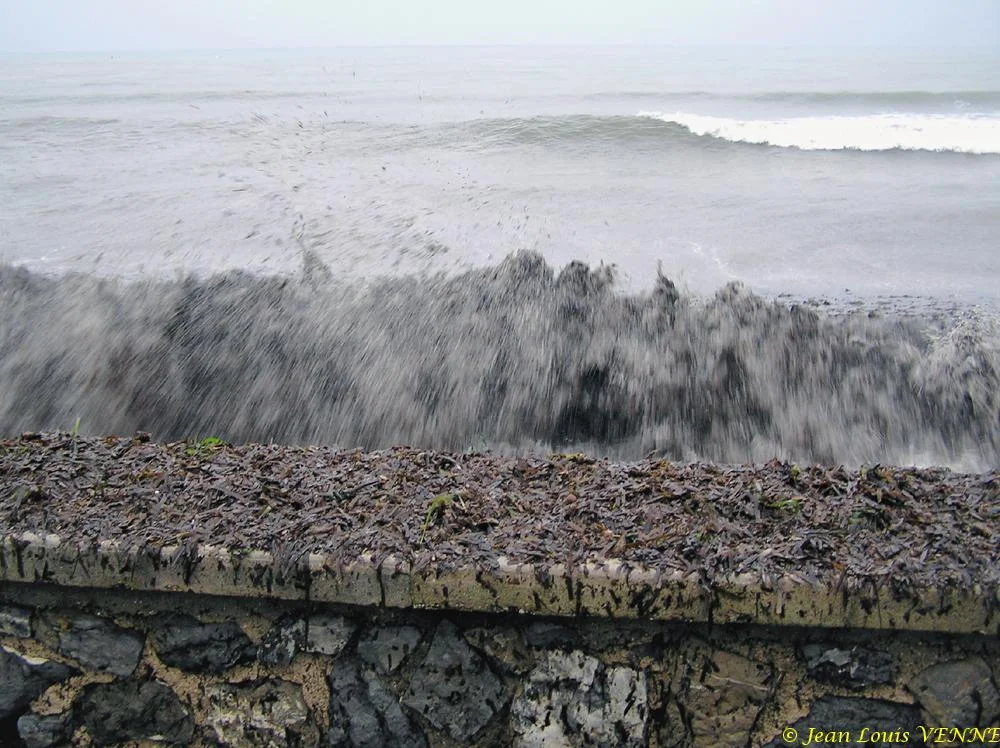 Des posidonies mortes envahissent la Seyne-sur-Mer