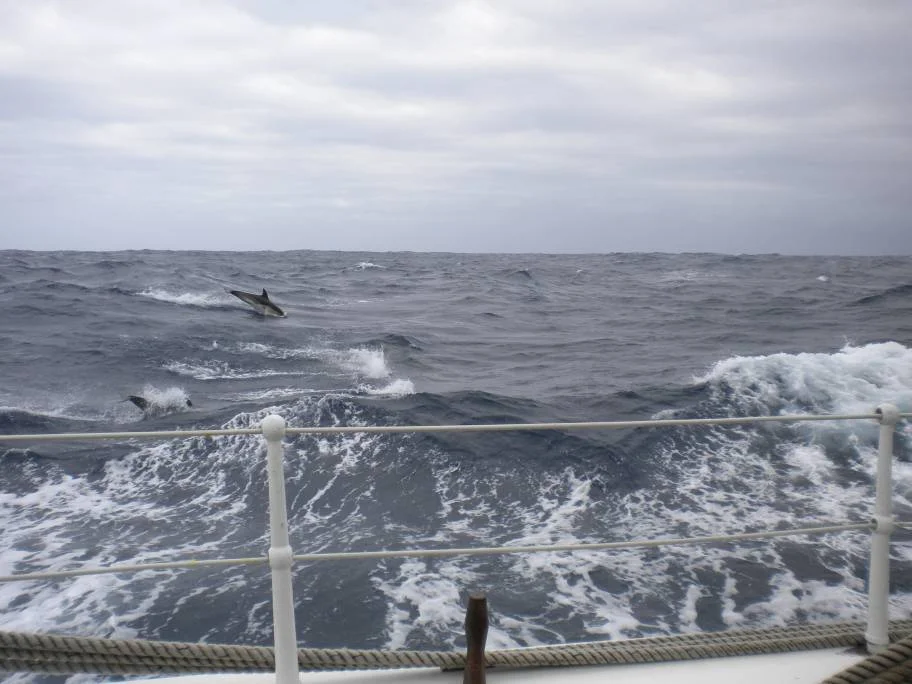 Compagnons de voyage