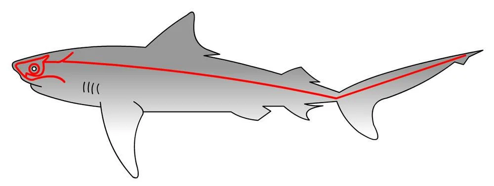 La ligne latérale chez le requin