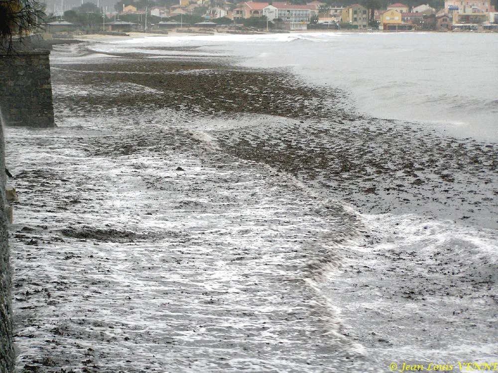 Des posidonies mortes envahissent la Seyne-sur-Mer