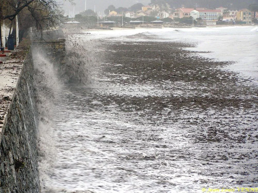 Des posidonies mortes envahissent la Seyne-sur-Mer