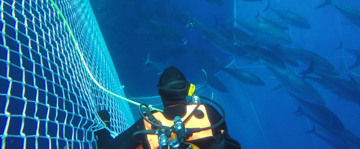 Un plongeur inspecte une cage de thons rouges.