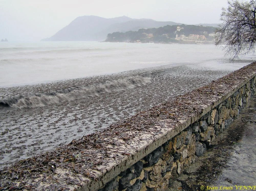 Des posidonies mortes envahissent la Seyne-sur-Mer