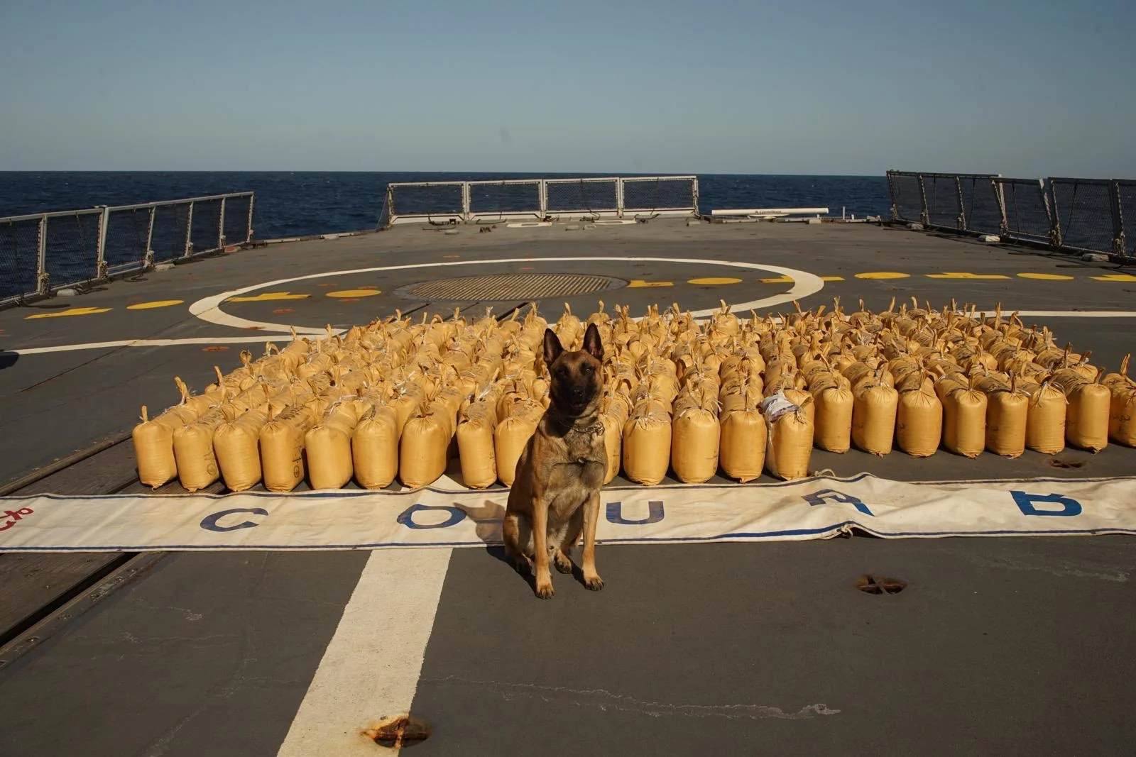 Lompré, malinois embarqué à bord de la frégate Courbet